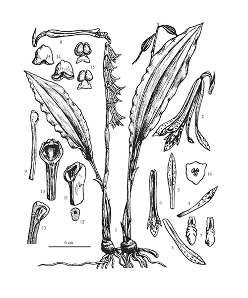 Natural compounds from  Cremastra appendiculata